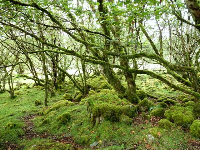 Ardnamona Wood Nature Reserve, Donegal | Location | Activeme.ie