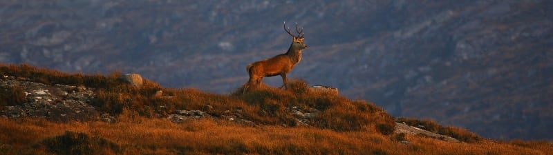 Red Stag Deer on Mangerton - Copy