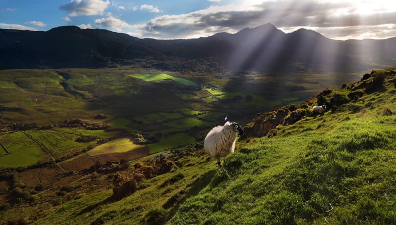 Bridia Valley, Co. Kerry - Black Faced Ram by Valerie O'Sullivan