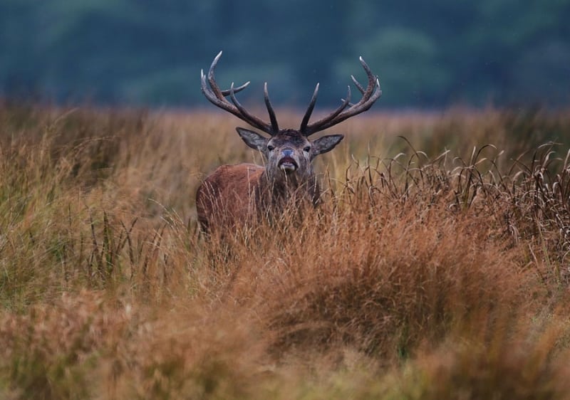 Red Stag&Hind National Park5