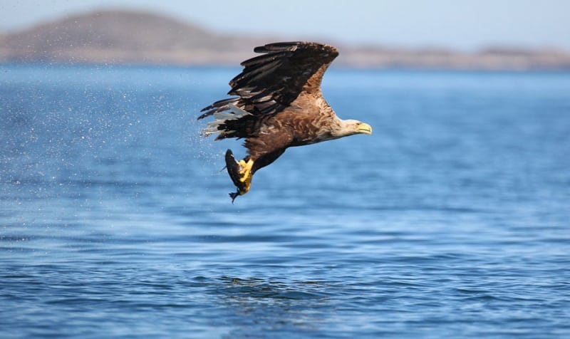 White Tailed Eagle over Lough Leane, Killarney