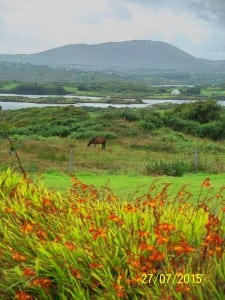 Derreenard Loop Walk scenic views