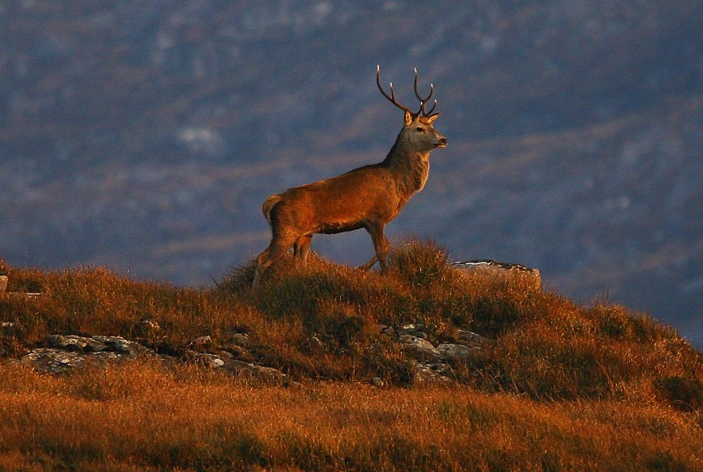 tourism office killarney